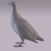 Partridge - Thumbnail 8