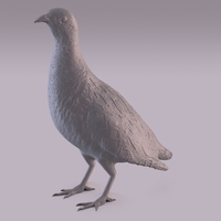 Partridge - Thumbnail 9