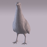 Partridge - Thumbnail 10