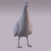 Partridge - Thumbnail 11