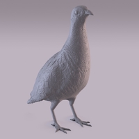 Partridge - Thumbnail 12