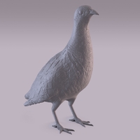 Partridge - Thumbnail 13