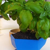 Flower Pot twisted pentagone - Thumbnail 3