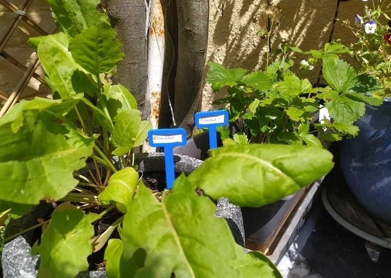 ÉTIQUETTE / PIQUET POUR L'IDENTIFICATION DES PLANTES