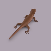 Gecko - Thumbnail 6