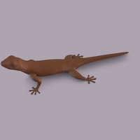 Gecko - Thumbnail 9