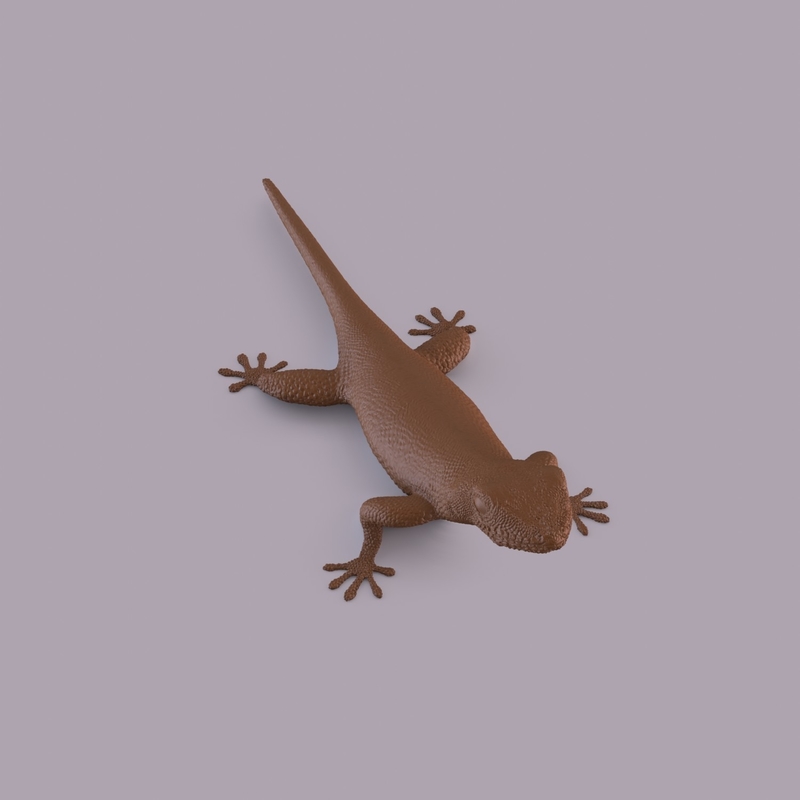 Gecko