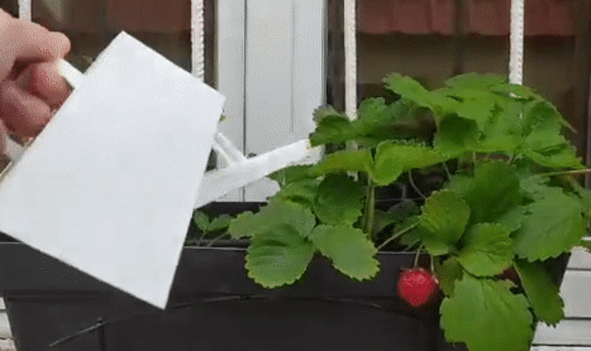 Arrosoir  / Watering can  3D Print 406801