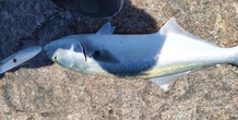 Image 407014