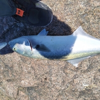 Darter Plug Fishing Lure - Thumbnail 3