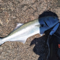 Darter Plug Fishing Lure - Thumbnail 5