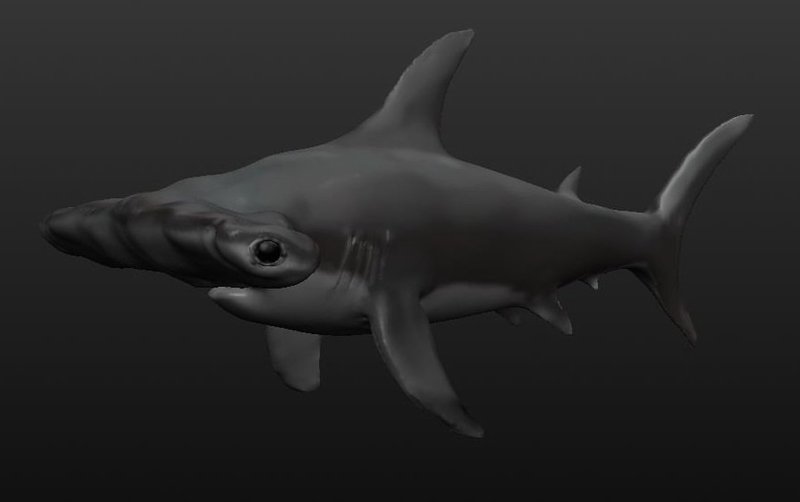 Hammerhead Shark