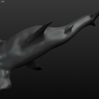 Hammerhead Shark - Thumbnail 4