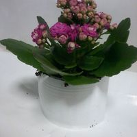 Small Hanging vase/box 3D Printing 41074