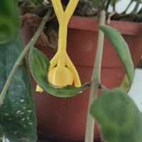 SMALL PEOPLE FOR THE PLANTS - Thumbnail 3