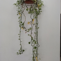 SMALL PEOPLE FOR THE PLANTS - Thumbnail 4