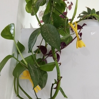SMALL PEOPLE FOR THE PLANTS - Thumbnail 7