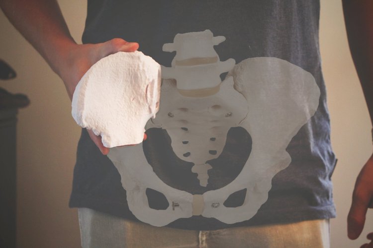 Hip Bone Segment (MRI) 3D Print 44402