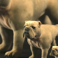 Small bulldog L size 3D Printing 4536