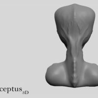 Mr. Gray Bust - Thumbnail 3