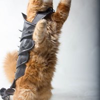 CAT ARMOR - Thumbnail 9