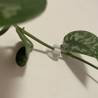 Plant clip - Thumbnail 2