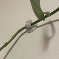 Plant clip - Thumbnail 4