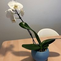 Sphere Plant Pot - Thumbnail 2