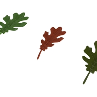 oak leaf - Thumbnail 3
