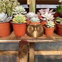 Owl Planter - Thumbnail 1