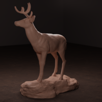 Whitetail Deer - Thumbnail 7