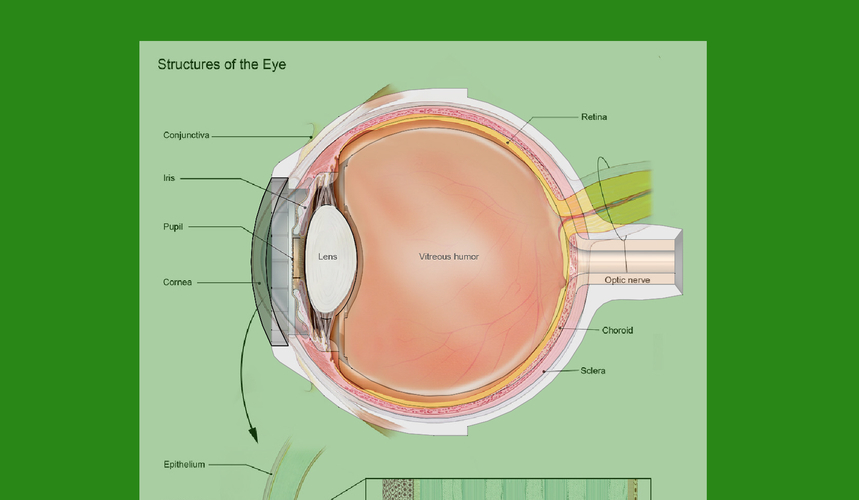 3d model-replica of a human eye anatomy 3D print model 3D Print 472800