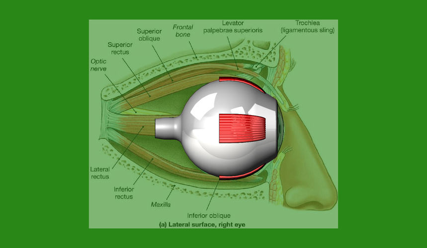 3d model-replica of a human eye anatomy 3D print model 3D Print 472801