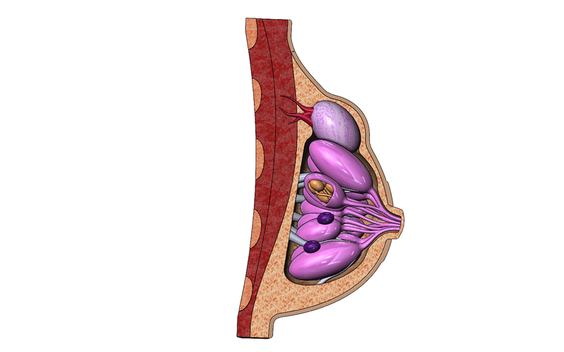 Anatomical female breasts 3d print model 3D Print 472805