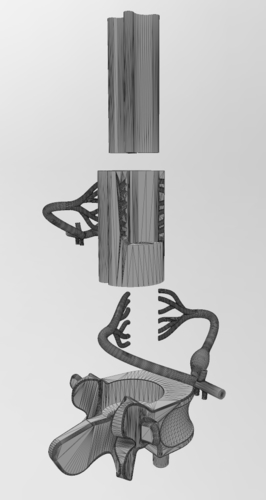 Simplified spinal cord cross section 3D print model 3D Print 472827