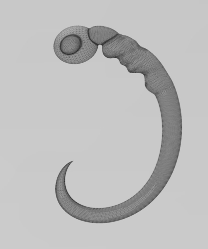 Morphogenesis of an embryos nervous system 3D print model 3D Print 472834