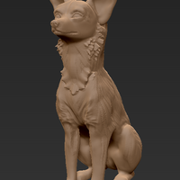 Basenji dog sitting - Thumbnail 2