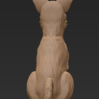 Basenji dog sitting - Thumbnail 3