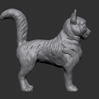 Long-haired cat - Thumbnail 5