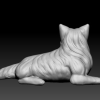 Birman cat lies - Thumbnail 5