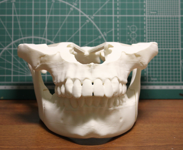 Human jaws 3D Print 473977