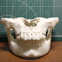 Small Human jaws 3D Printing 473977