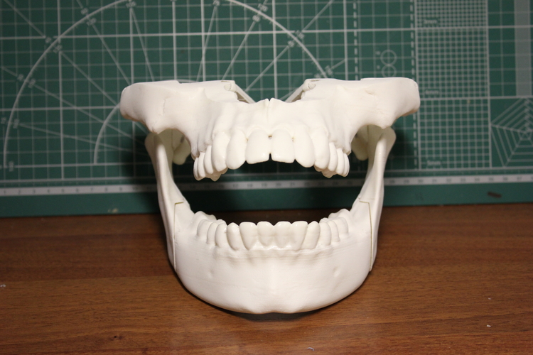 Human jaws 3D Print 473978