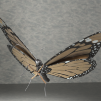 Monarch butterfly - Thumbnail 1