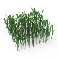grass - Thumbnail 25