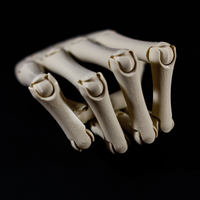 Small The skeleton Hand 3D Printing 479914