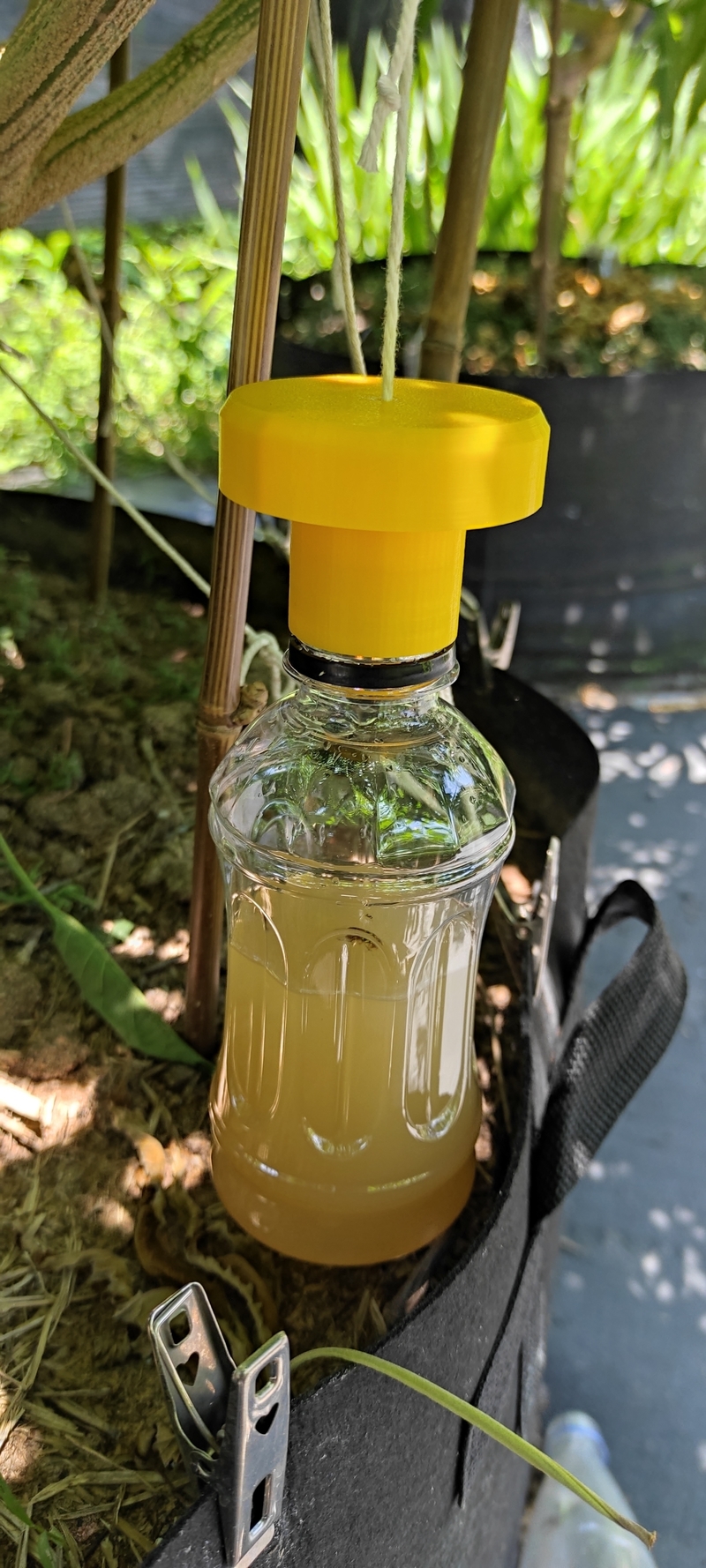 Fruit flies trap