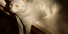Image 487384