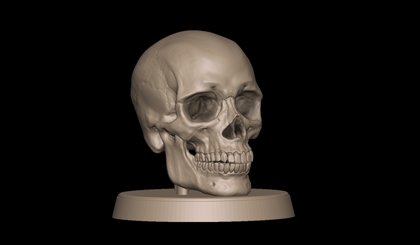 Human Skull 3D Print 490820