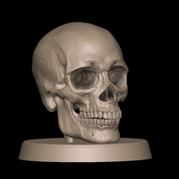Small Human Skull 3D Printing 490820